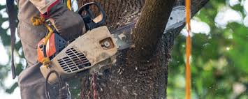 Best Tree Maintenance Programs  in Lake Dallas, TX