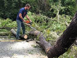 Professional Tree Services in Lake Dallas, TX