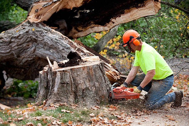 Best Root Management and Removal  in Lake Dallas, TX