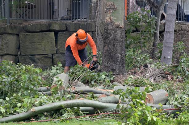 Best Tree and Shrub Care  in Lake Dallas, TX