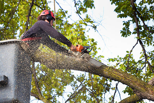 Best Fruit Tree Pruning  in Lake Dallas, TX